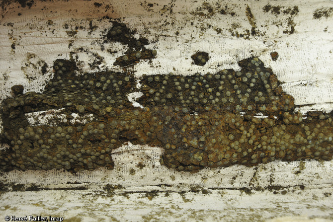 Décor de clous en bronze sur une planche de cercueil mise au jour dans la nef de l'église, couvent des Jacobins, Rennes (Ille-et-Vilaine), 2013. 