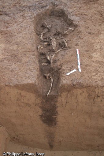  Fente  contenant des restes de cervidés, Néolithique, Vendenheim (Bas-Rhin), 2013.La fonction de ces structures, caractérisées par un profil en V très étroit, reste à ce jour inconnue.