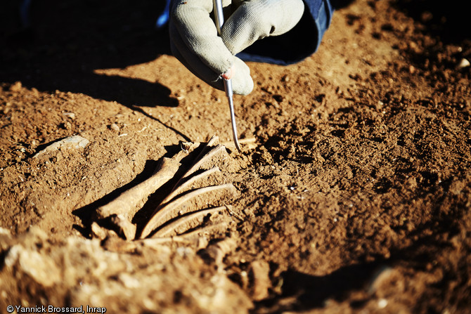 Dégagement des côtes d'un individu inhumé à Saint-Gilles-de-Missignac, haut Moyen Âge, Aimargues (Gard), 2012.Des analyses sanitaires et biologiques seront menés afin de mieux connaître l'état de santé, les pathologies et les modes d'alimentation d'une population rurale du Languedoc entre les VIIe et XIIIe s.