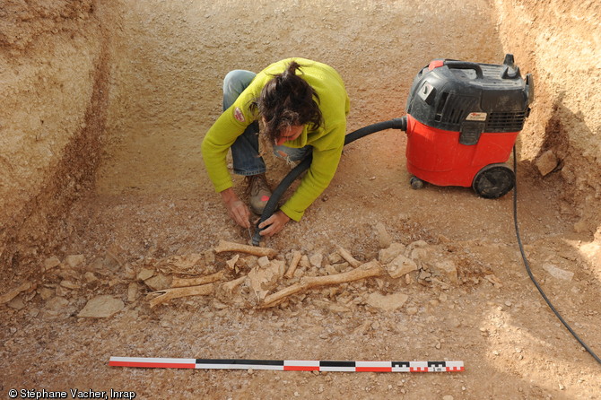 Fouille fine du fond d'un fossé délimitant une ferme gauloise fortifiée à Andilly (Charente-Maritime), 2012.Des restes de repas, sous forme d'ossements animaux et de fragments de céramique, sont mis au jour.