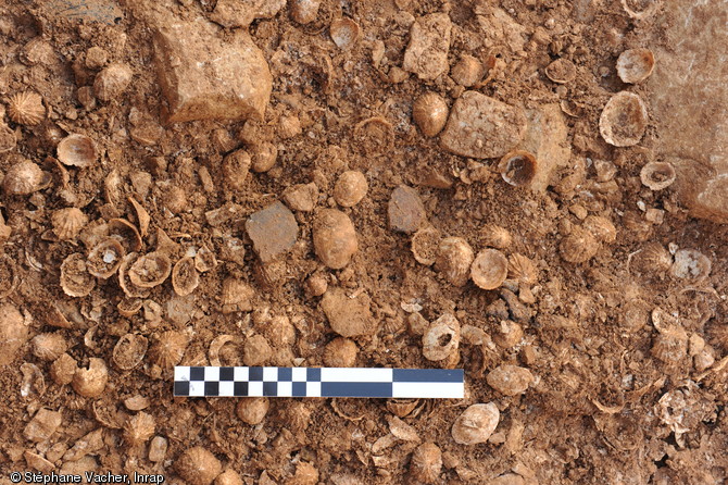 Vue de détail d'un dépôt de coquillages dans le fossé externe de l'enclos de la ferme gauloise d'Andilly (Charente-Maritime), IIe-Ier s. avant notre ère, 2012.