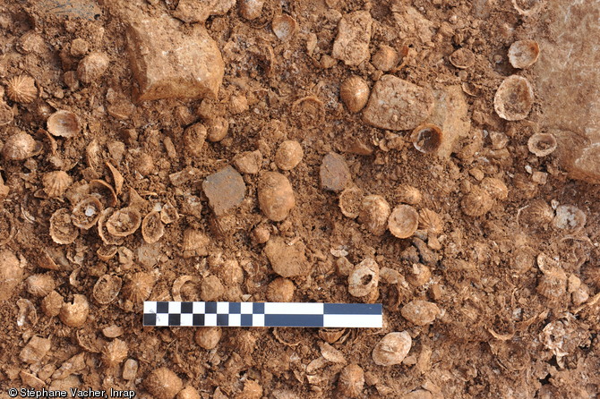 Vue de détail d'un dépôt de coquillages dans le fossé externe de l'enclos de la ferme gauloise d'Andilly (Charente-Maritime), IIe-Ier s. avant notre ère, 2012.