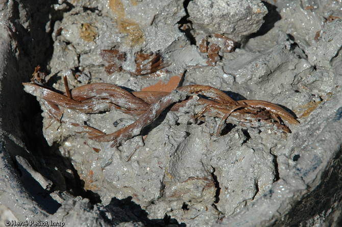 Élément de vannerie extrait du puits, IIe-IIIe s. de notre ère, Magalas (Hérault), 2013.