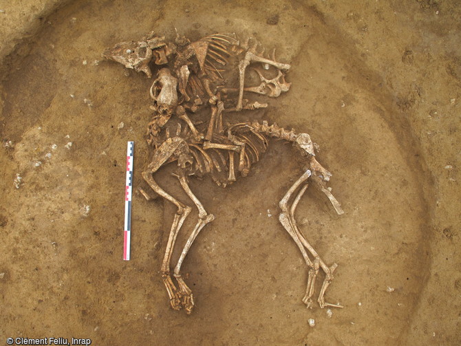 Dépôt d'un chien et d'un ovicapriné - un mouton ou une chèvre - au fond d'un silo, entre 450 et 350 avant notre ère, Obernai (Bas-Rhin), 2013.