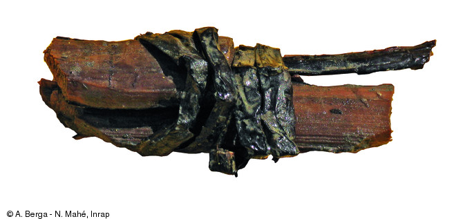 Fragment de cerclage encore maintenu par sa ligature en brin de saule, Chanteloup-en-Brie (Seine-et-Marne), 2011.   Photo publiée dans le numéro 34 de la revue de l'Inrap Archéopages.
