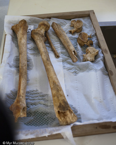 Ossements humains en cours de séchage, centre Inrap de Valence (Drôme), 2013.