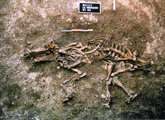 Squelette entier de vérat découvert au fond d'un silo enterré daté de La Tène ancienne sur le site des Merisiers à Bailly-en-France (Yvelines), 1998.L'animal a été abattu à 24 mois et soigneusement déposé dans le comblement inférieur du silo. L'association entre porc et silo apparaît au VIe s. avant notre ère et peut suggérer l'existence de sacrifices liés à l'agriculture.    Photo publiée dans le numéro 35 de la revue de l'Inrap <a class= rte-link-ext  href= http://www.inrap.fr/archeologie-preventive/Recherche-scientifique/Archeopages/Les-nu