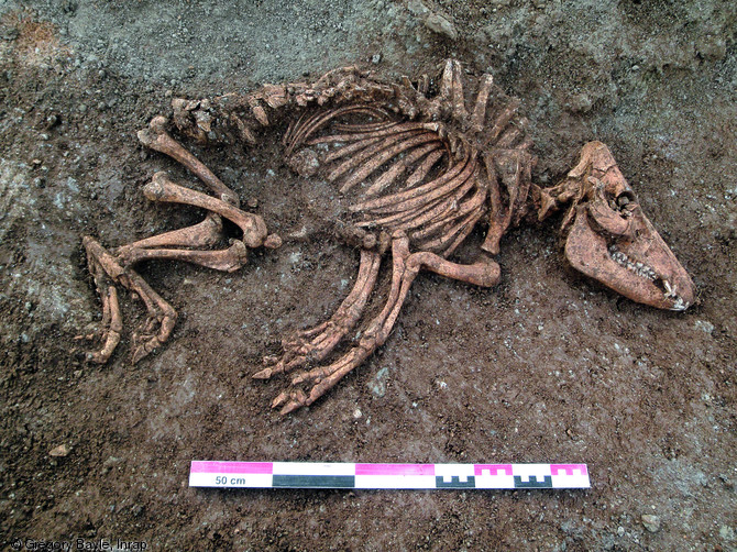 Squelette de truie découvert dans un fossé à Ymonville (Eure-et-Loir), 2010.Au total, ce sont trois squelettes de truies âgées qui ont été retrouvées séparément dans des fossés. Mortes probablement naturellement, elles n'ont pas été découpées et ont été rapidement couvertes de déchets.    Photo publiée dans le numéro 35 de la revue de l'Inrap <a class= rte-link-ext  href= http://www.inrap.fr/archeologie-preventive/Recherche-scientifique/Archeopages/Les-numeros/HS03-34-35-2012/Numero-35/Dossier-Vivre-avec-les-betes/p-17143-L-age-d-or-du-cochon.-La-place-du-po