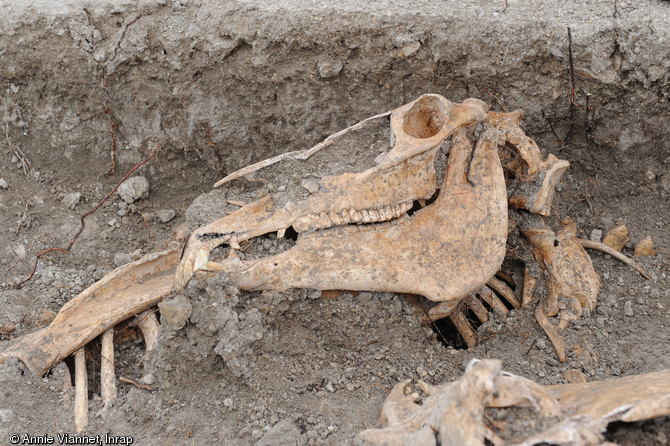Crâne de cheval reposant sur le poitrail d'un autre, Bar-sur-Aube (Aube), 2013.L'opération a révélé 45 mètres de tranchées en zig-zag dans lesquelles une quarantaine de carcasses de chevaux ont été mises au jour. 