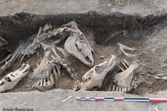 Disposition générale des crânes, proches de la paroi de la fosse, Bar-sur-Aube (Aube), 2013.Cette disposition régulière dénote toute l'attention portée à ces chevaux au moment de leur enfouissement.