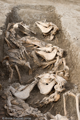 Alignement caractéristique des carcasses dans chaque section de tranchée, Bar-sur-Aube (Aube), 2013.Tous les chevaux ont été inhumés dans un laps de temps très court, et certains portent encore leurs fers. 