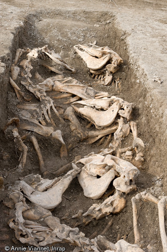 Alignement caractéristique des carcasses dans chaque section de tranchée, Bar-sur-Aube (Aube), 2013.Tous les chevaux ont été inhumés dans un laps de temps très court, et certains portent encore leurs fers.
