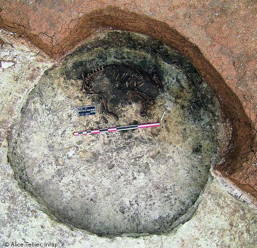 Squelette de truie exhumé au fond d'un silo à Neuville-sur-Bois (Loiret), 2006.L'animal, d'un âge avancé, a été déposé sur son flanc gauche au fond d'un silo daté des IVe-IIIe s. avant notre ère, puis recouvert de déchets culinaires.    Photo publiée dans le numéro 35 de la revue de l'Inrap <a class= rte-link-ext  href= http://www.inrap.fr/archeologie-preventive/Recherche-scientifique/Archeopages/Les-numeros/HS03-34-35-2012/Numero-35/Dossier-Vivre-avec-les-betes/p-17143-L-age-d-or-du-cochon.-La-place-du-porc-dans-le-nord-de-la-Gaul