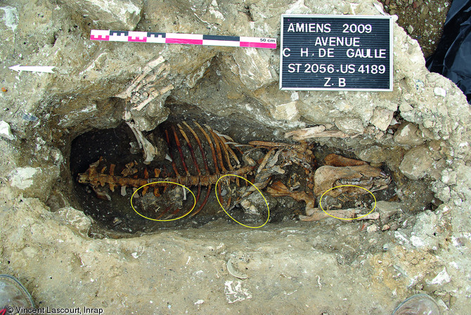 Squelettes d'une truie et de trois porcelets (cercles jaunes) en connexion, fouille menée avenue Charles de Gaulle à Amiens (Somme), 2009.Il n'a pas été possible de déterminer la cause de la mort de ces quatre animaux. La connexion des ossements écarte l'hypothèse d'une consommation des bêtes mais des traces de découpes témoignent d'une manipulation du cadavre de la truie, à savoir l'ouverture du thorax et le prélèvement de sous-produits.    Photo publiée dans le numéro 35 de la revue de l'Inrap <a class= rte-link-ext  href= http://www.inrap.fr/archeologie-p