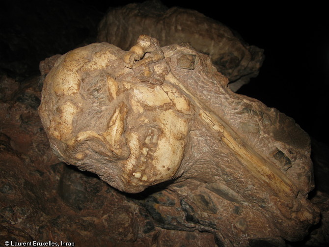 Crâne, face vers le bas, et humérus de Little Foot en cours de dégagement, grotte de Silberberg à Sterkfontein (Afrique du Sud).Le dégagement des os de cet australopithèque, pris dans la gangue rocheuse, requiert une très grande dextérité : le moindre faux mouvement pourrait abîmer irrémédiablement ce fossile unique. 