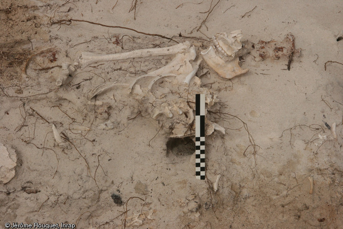 Sépulture du cimetière d'époque coloniale de la plage des Raisins clairs à Saint-François (Guadeloupe), 2014. Des sondages réalisés en 2013 avaient déjà permis de mettre au jour 48 inhumations individuelles, avec des indices de cercueil pour la plupart. On estime à plus de 1000 le nombre de sépultures encore en place.