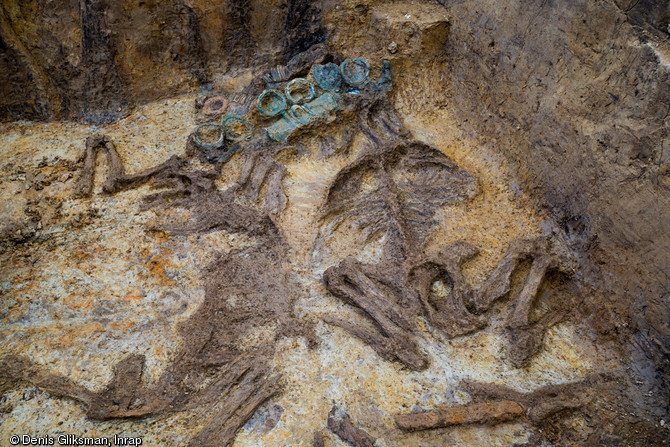 Deux squelettes de chevaux inhumés dans une tombe à char gauloise datée du IIe s. avant notre ère, découverts à Warcq (Ardennes) en 2014.  La sépulture a révélé le squelette d'un aristocrate entouré d'un mobilier funéraire d'une grande richesse. 