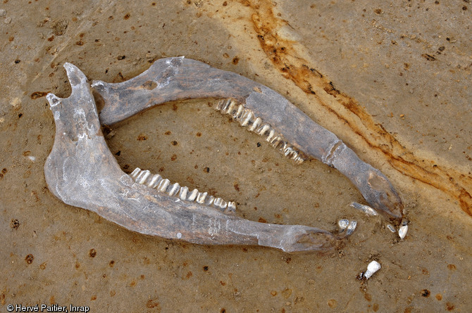 Hémi-mandibules d'aurochs du Paléolithique moyen, Tourville la Rivière (Seine-Maritime), 2010.  Outre l'aurochs, les autres animaux attestés sur le site (cerf, cheval, lion, panthère...) sont caractéristiques d'un contexte de fin de période interglaciaire.