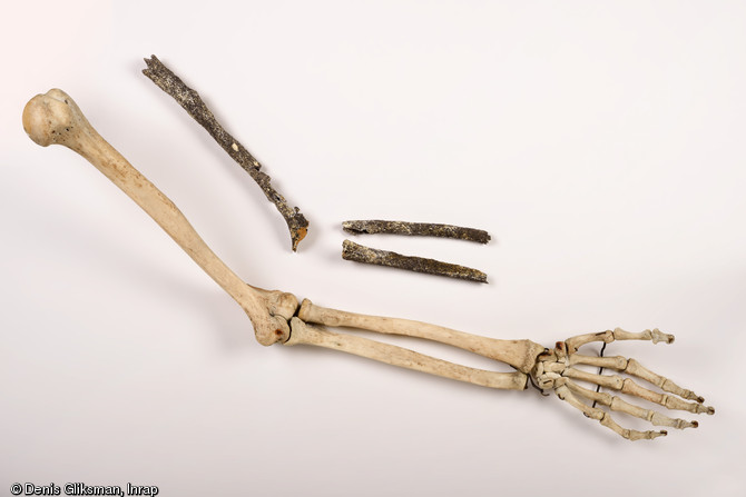 Les 3 os longs du bras gauche d’un pré-Néandertalien (humérus, cubitus et radius) en regard d'un bras moderne retrouvé sur le site de Tourville-la-Rivière (Seine-Maritime) en 2010.  L’individu de Tourville-la-Rivière est une découverte majeure en Europe pour la connaissance du peuplement humain du nord-ouest de l’Europe. 