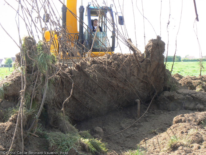 Vestiges d'une piste aérienne en cours de dégagement, de l'aérodrome de Coulombs, aménagé par la RAF du 16 juin au 30 août 1944, à Bretteville-l'Orgueilleuse (Calvados), 2011.  Cette piste  Advanced Landing Grounds  (piste avancée d'aviation) est constituée de grillage souple de type  Sommerfeld  maintenu par des piquets plantés à la verticale, le tout recouvert de toile. Grâce à ces éléments préfabriqués, les sapeurs du Génie pouvaient les installer en moins de vingt-quatre-heures. 