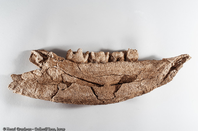 Mandibule de rhinocéros laineux, découverte sur un site néandertalien à Quincieux (Rhône), 2014.
