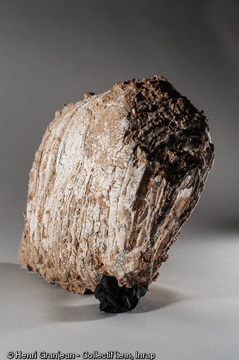 Molaire de mammouth, découverte sur un site néandertalien à Quincieux (Rhône), 2014.