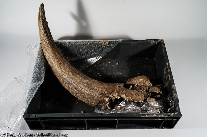 Cheville osseuse de corne de bison, découverte sur un site néandertalien à Quincieux (Rhône), 2014.