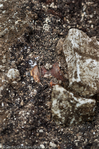 Détail d'une rotule d'un individu provenant d'une tombe princière datée du début du Ve siècle avant notre ère, découverte dans un complexe funéraire monumental exceptionnel, à Lavau (Aube).